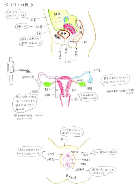 女 生殖器|女性生殖器の構造